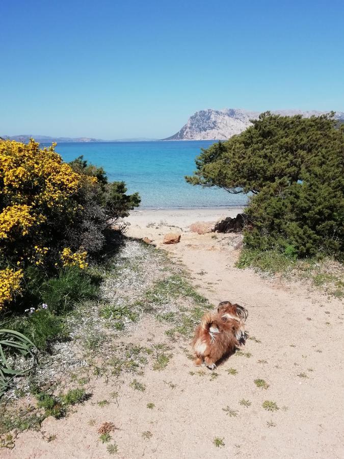 Frina Di Mari B&B San Teodoro  Exteriör bild